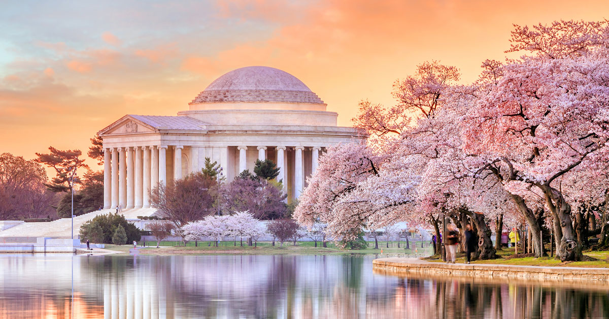 Le Festival des cerisiers en fleurs de Washington